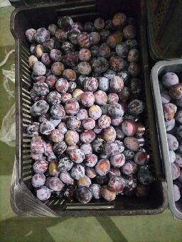 Ciruelas