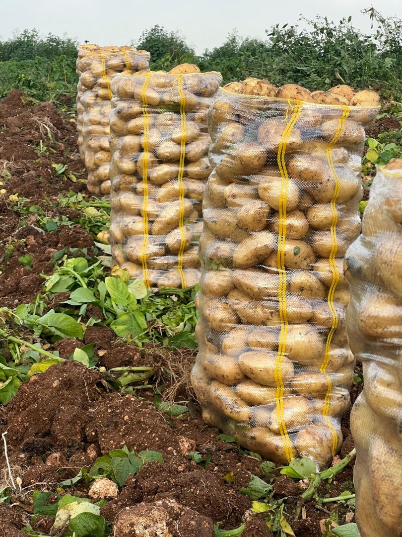 Patatas | Image 2