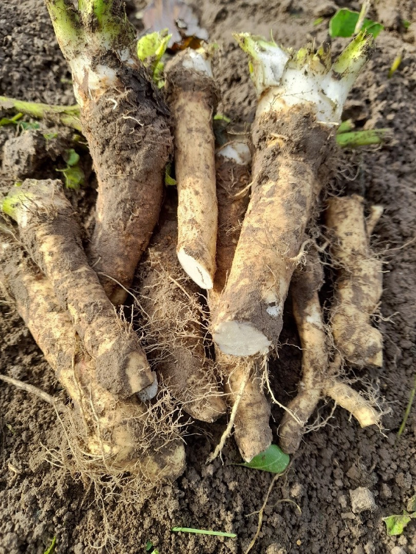 Rábano picante | Image 1
