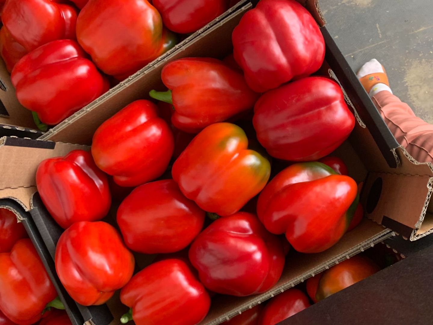 Pimiento rojo | Image 1