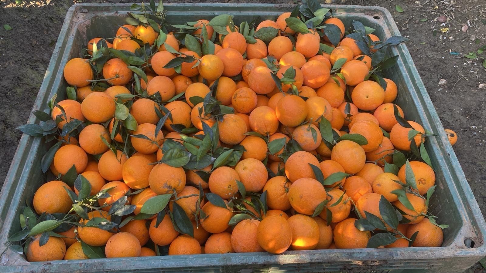naranja navel | Зображення 2