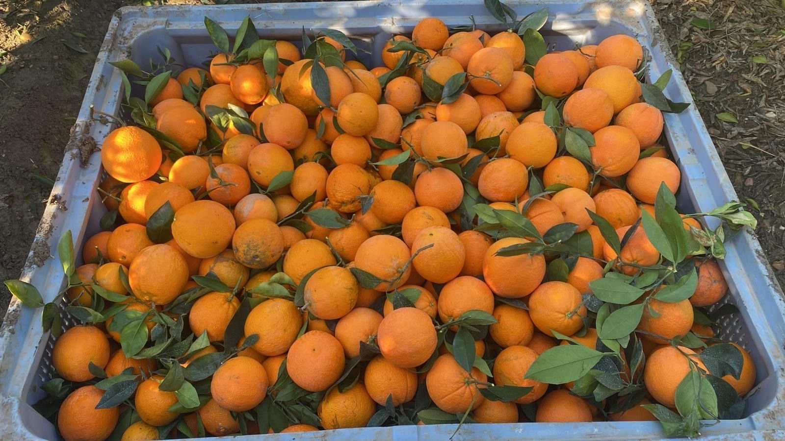 naranja navel | Зображення 1