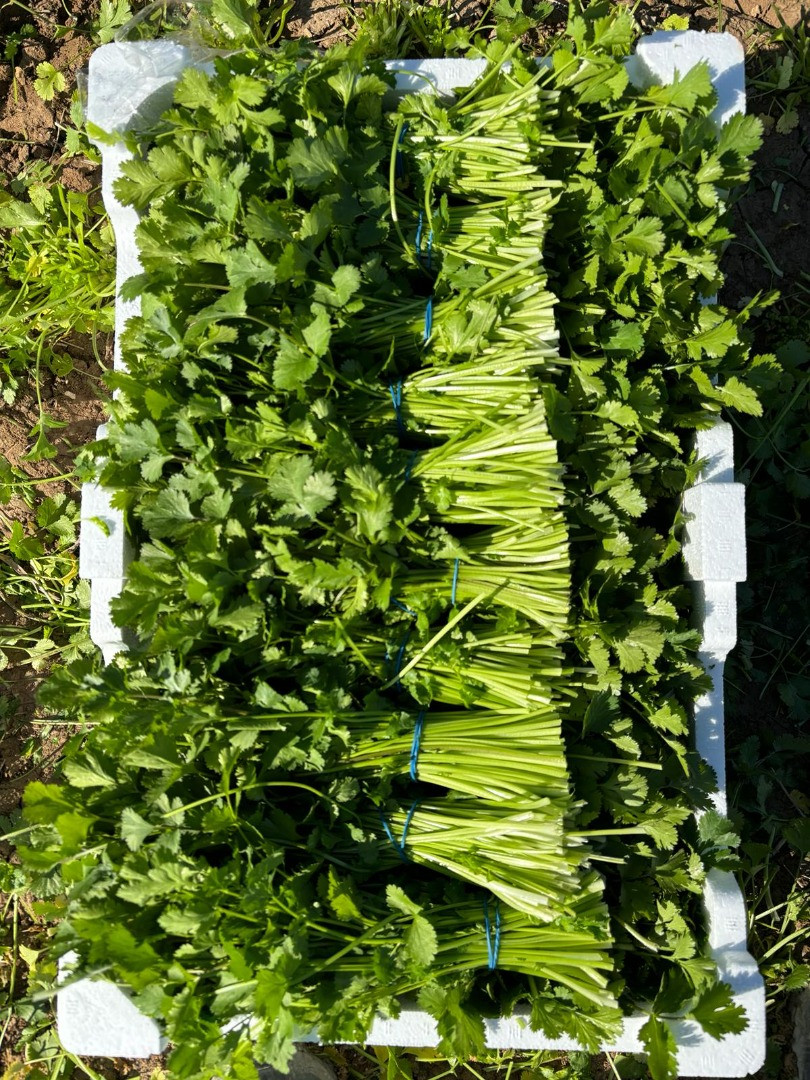 Cilantro | Image 1