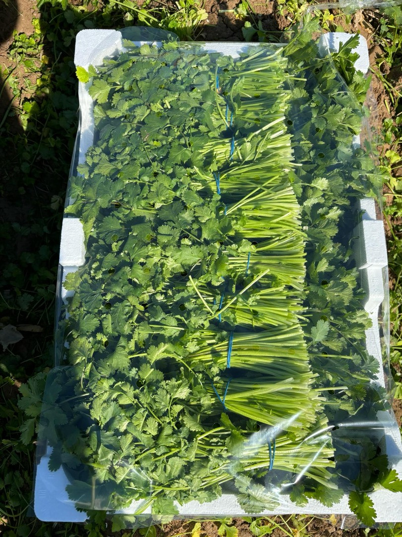 Cilantro | Image 2