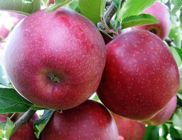 Manzanas Red Prince | Image 1