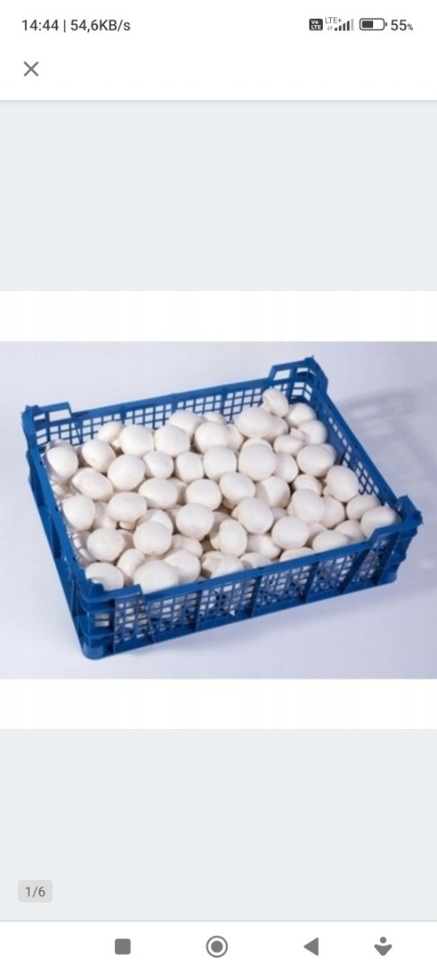 Setas blancas | Image 1