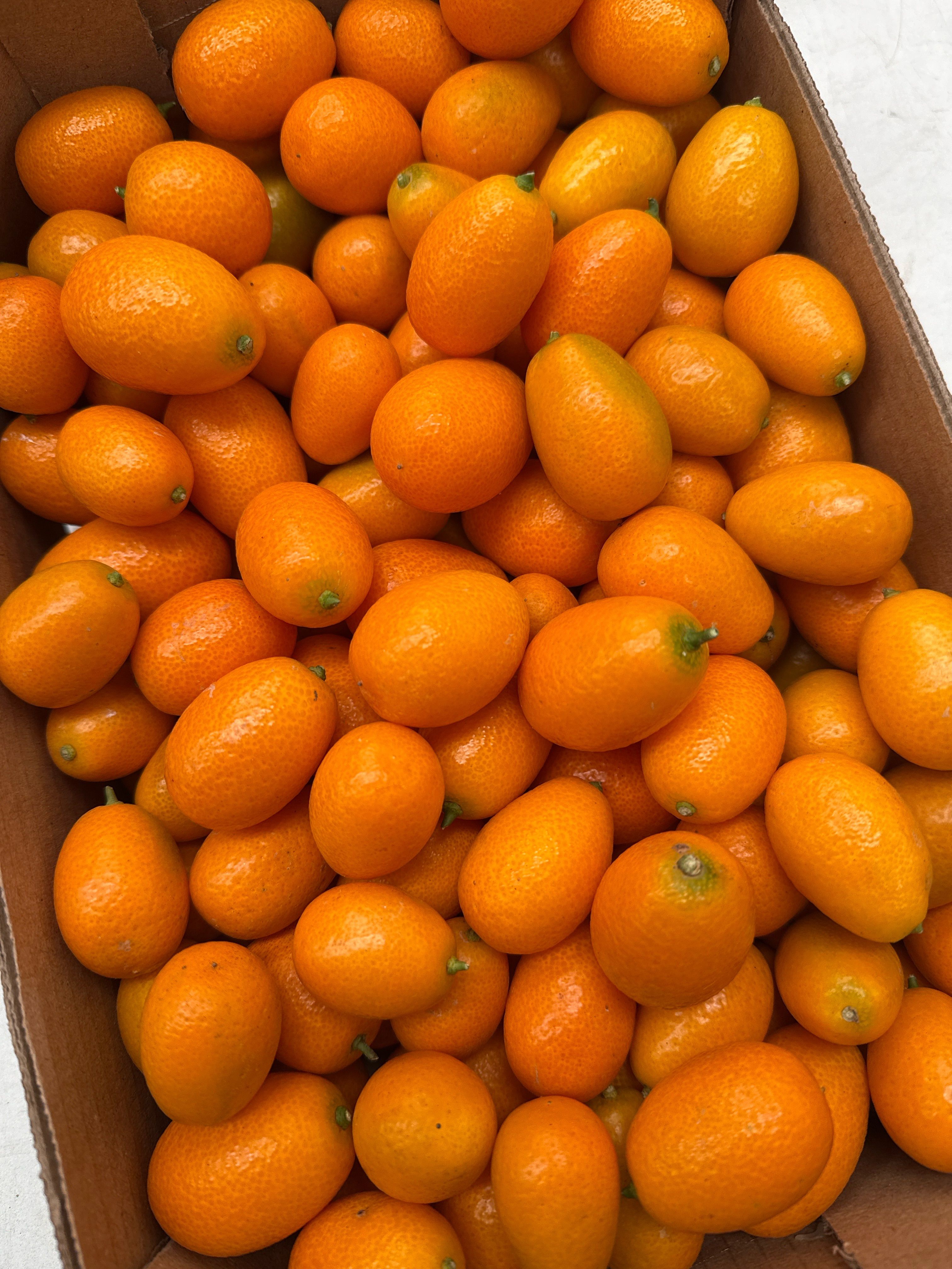 KUMQUAT | Image 1